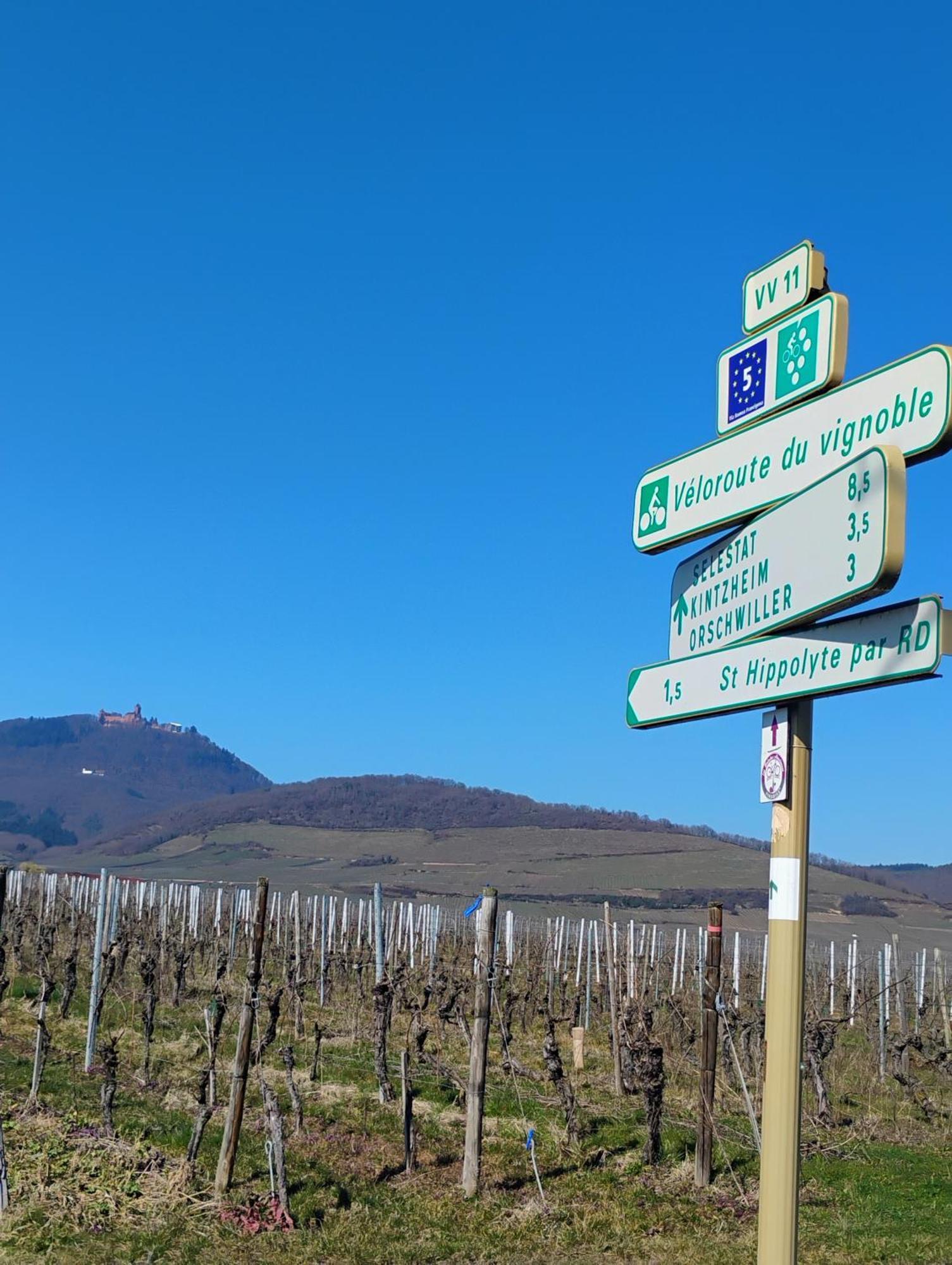 Gite Le Marronnier - Au Calme - Parking & Terrasse - Pres De Colmar Et Riquewihr - Route Des Vins Châtenois Exterior foto